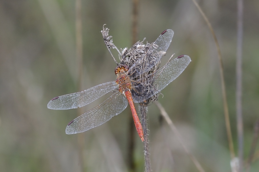 S.meridionale